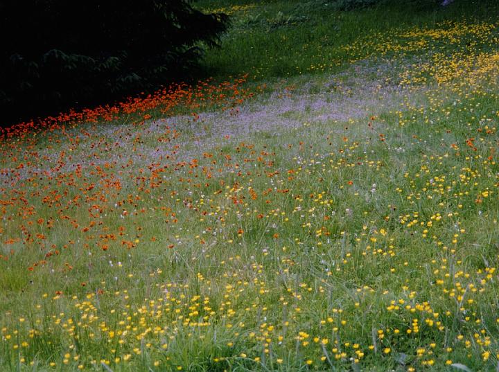 (43) wildflowers (ketchikan, alaska).jpg